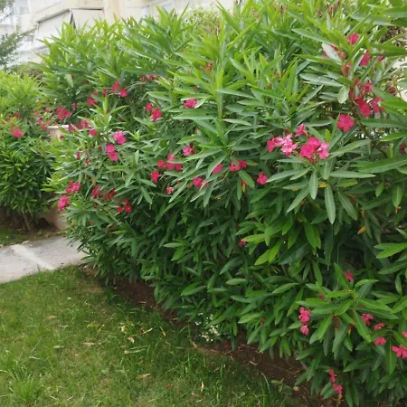 Apartmán Renovated With Garden And Parking Space